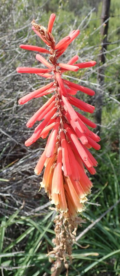 Kniphofia sarmentosa, photographed by Peter Warren