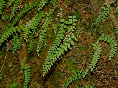 Osmolindsaea odorata, photographed by Jacy Chen