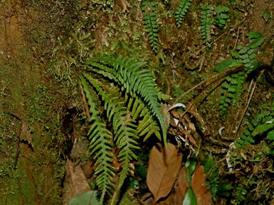 Oreogrammitis curtisii, photographed by Jacy Chen