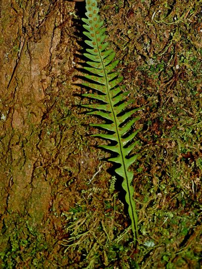 Oreogrammitis curtisii, photographed by Jacy Chen