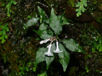 Ophiorrhiza japonica, photographed by Jacy Chen