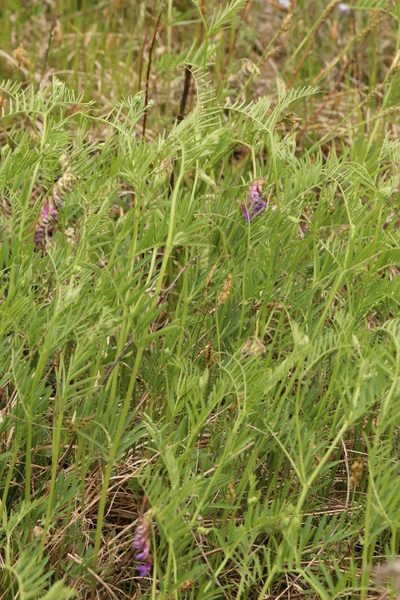 Vicia megalotropis, photographed by Nina Filippova