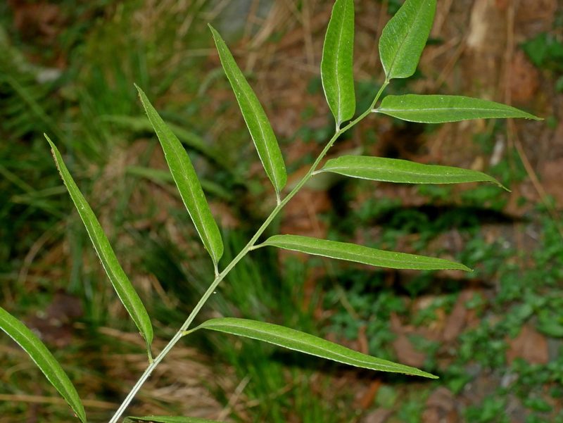 Polystichum fraxinellum, photographed by Jacy Chen