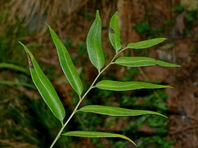 Polystichum fraxinellum, photographed by Jacy Chen