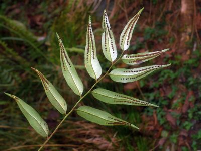 Polystichum fraxinellum, photographed by Jacy Chen