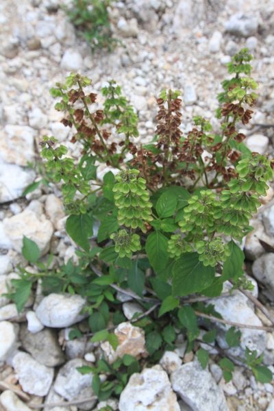 Ocimum campechianum, photographed by Brian Oakes Haiti Hunter