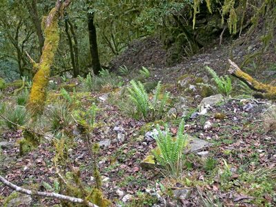 Polystichum acutidens, photographed by Jacy Chen