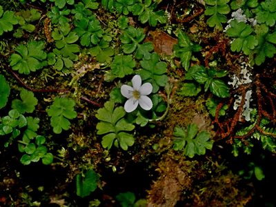 Ellisiophyllum pinnatum, photographed by Jacy Chen
