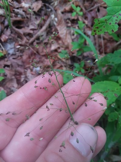Dichanthelium villosissimum, photographed by Will McFarland
