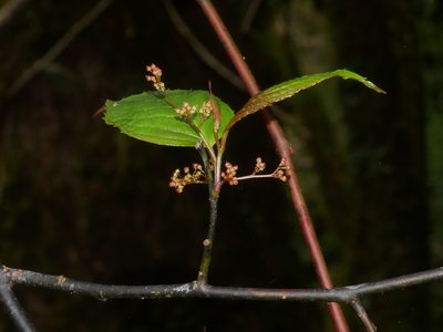 Perrottetia arisanensis, photographed by Jacy Chen