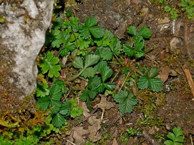 Fragaria hayatae, photographed by Jacy Chen