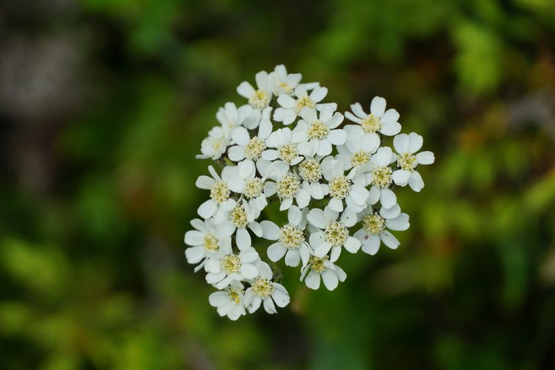 Aspilia cachimboensis, photographed by xulescu_g