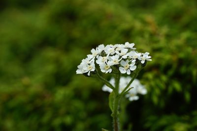 Aspilia cachimboensis, photographed by xulescu_g