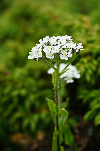 Aspilia cachimboensis, photographed by xulescu_g