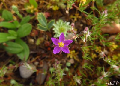 Spergularia purpurea, photographed by David Ballesteros