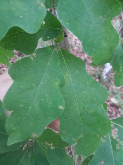 Quercus austrina, photographed by Will McFarland