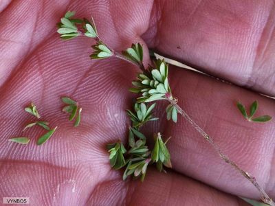 Cliffortia complanata, photographed by Chris Vynbos