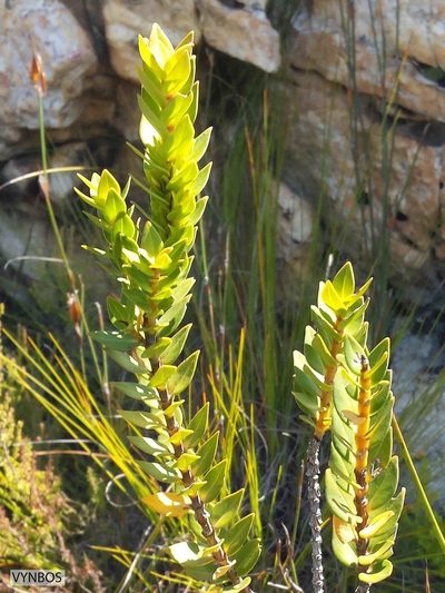 Penaea lateriflora, photographed by Chris Vynbos