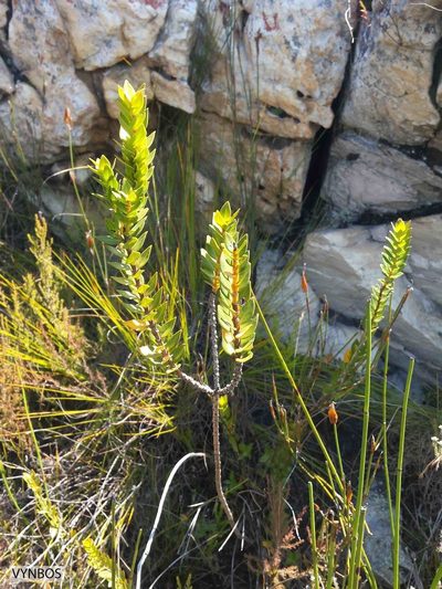 Penaea lateriflora, photographed by Chris Vynbos