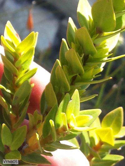 Penaea lateriflora, photographed by Chris Vynbos