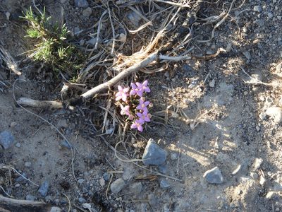Houstonia rubra, photographed by Leticia Jiménez Hernández