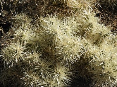 Cylindropuntia tunicata, photographed by Leticia Jiménez Hernández