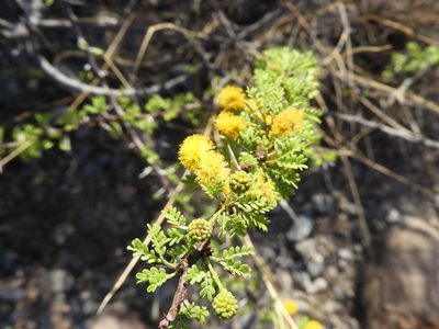 Vachellia glandulifera, photographed by Leticia Jiménez Hernández