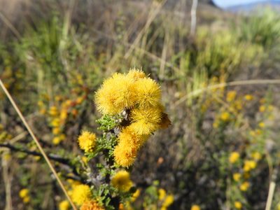 Vachellia glandulifera, photographed by Leticia Jiménez Hernández