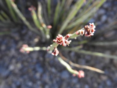 Euphorbia antisyphilitica, photographed by Leticia Jiménez Hernández