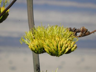 Agave asperrima, photographed by Leticia Jiménez Hernández