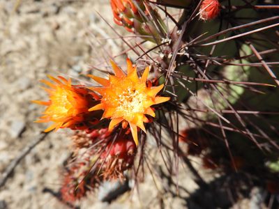 Opuntia stenopetala, photographed by Leticia Jiménez Hernández