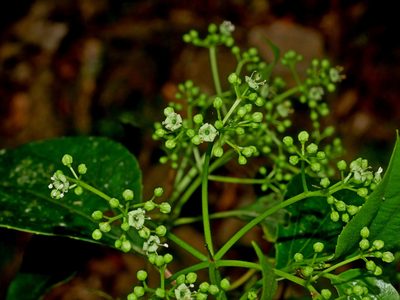 Viburnum propinquum, photographed by Jacy Chen