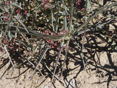 Asclepias brachystephana, photographed by Leticia Jiménez Hernández