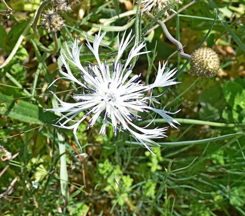 Centaurea napulifera, photographed by Kostas Zontanos