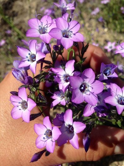 Gilia latiflora, photographed by Adam J. Searcy