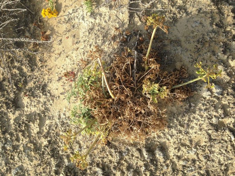 Lomatium insulare, photographed by Adam J. Searcy