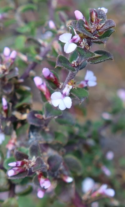Muraltia orbicularis, photographed by Diana Studer