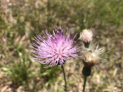 Cirsium nuttallii, photographed by nataliekrops