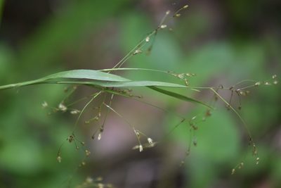 Luzula parviflora, photographed by Braden J. Judson
