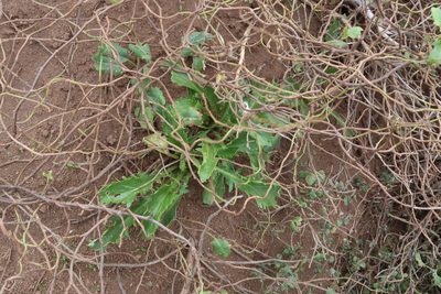 Lepidium panniforme, photographed by Dave Boyle