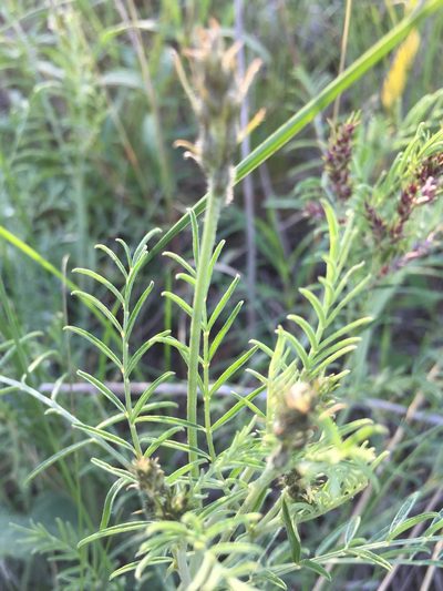 Astragalus skvortsovii, photographed by Елена Патерикина