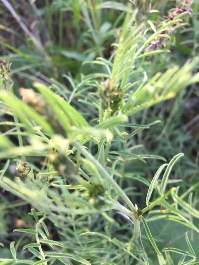 Astragalus skvortsovii, photographed by Елена Патерикина