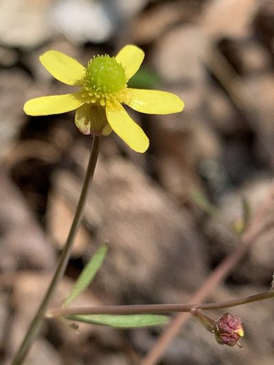 Ranunculus harveyi, photographed by pamelabarnabee