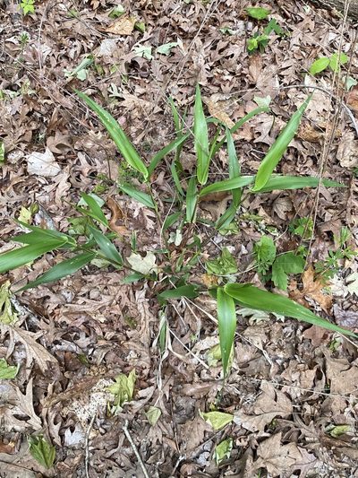 Dichanthelium polyanthes, photographed by Asher P Higgins