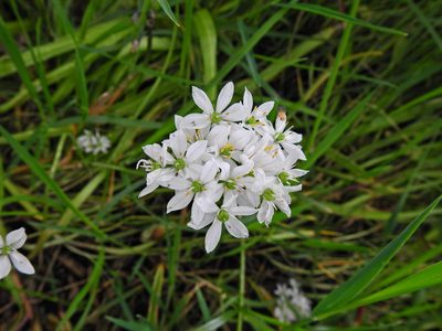 Allium trifoliatum, photographed by Susan Marley