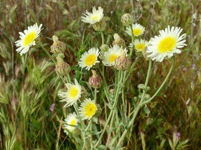 Malacothrix coulteri, photographed by Casey H. Richart