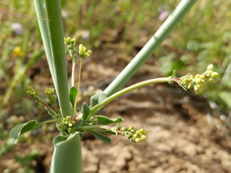 Eriogonum clavatum, photographed by Casey H. Richart