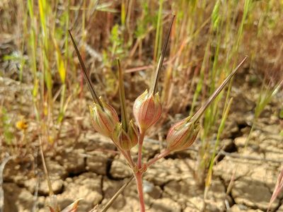 California macrophylla, photographed by Casey H. Richart
