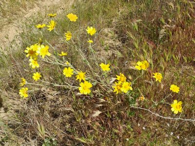 Monolopia lanceolata, photographed by Casey H. Richart