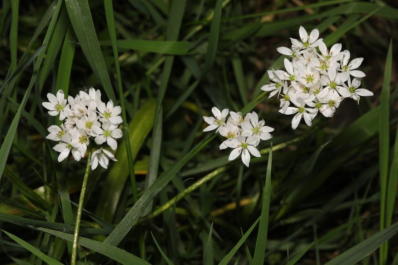 Allium trifoliatum, photographed by Stephen James McWilliam
